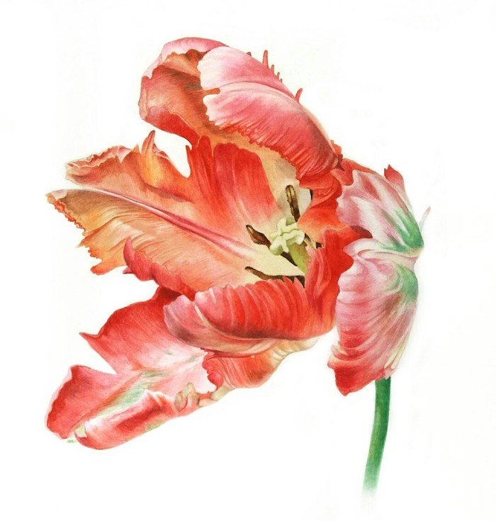 Tulip. Watercolor - My, Watercolor, Botanical illustration, Drawing, Realism, Tulips, Flowers