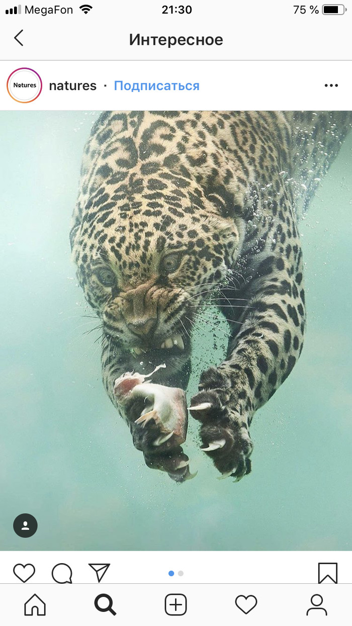 Jaguar. - Jaguar, Not, Leopard, Tediousness