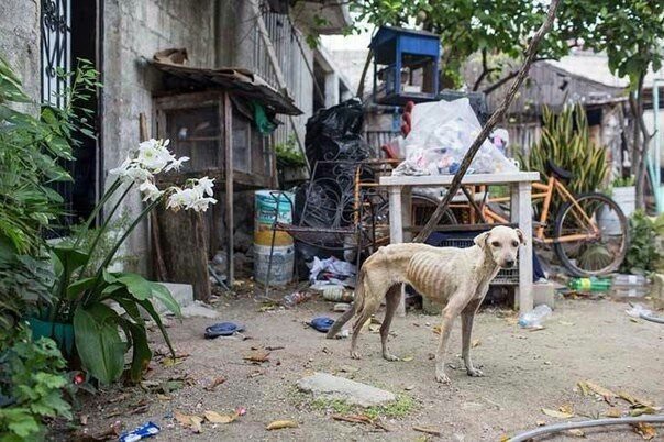 A dog named Luna, dying of hunger, was saved by people with kind and sympathetic hearts. - Dog, Dogs and people, Good league, Kindness, Help, Animals, The photo, Humanity, Longpost