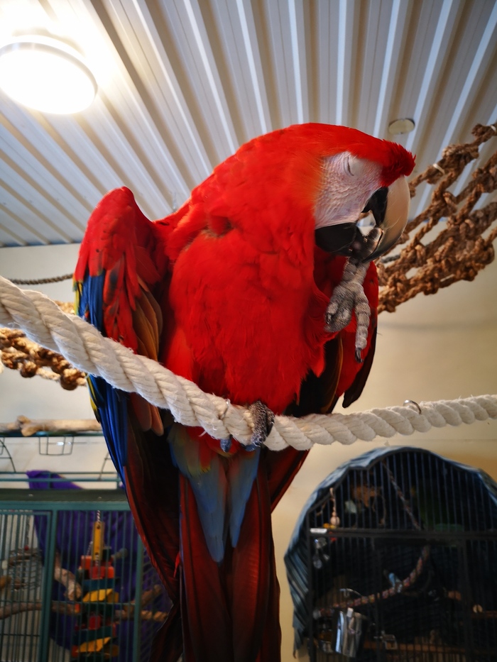 Handsome macaw! - My, Shelter, Macaw parrots, A parrot, Pyrrura, Birds, Longpost