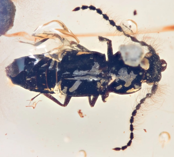 Found a beetle that lived on an ancient supercontinent - Paleontology, Жуки, Amber, Find