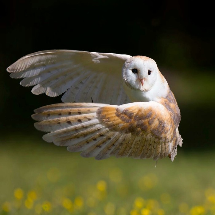 What grace! - The photo, Photographer, beauty, Birds, Nature, beauty of nature, Grace, Owl