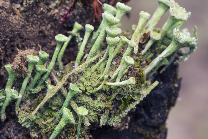 Lichen - My, Cladonia shapeless, Macro, Macro photography, The photo