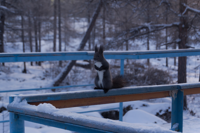 Good evening wishes you a squirrel. - Squirrel, My, Yakutia