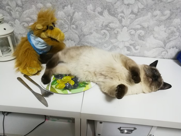 Прихожу домой , а тут такоооое #чтотыделаешьальф "Я сидел тихо, мирно. Потом проголодался. Дальше, как в тумане."#мойкот #марселькот