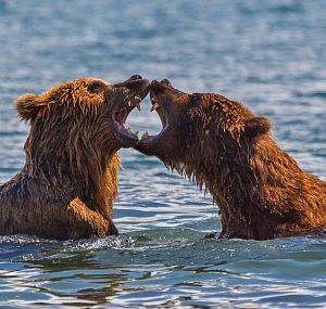 bear heart - Bear, The photo, Photographer Denis Budkov, The Bears
