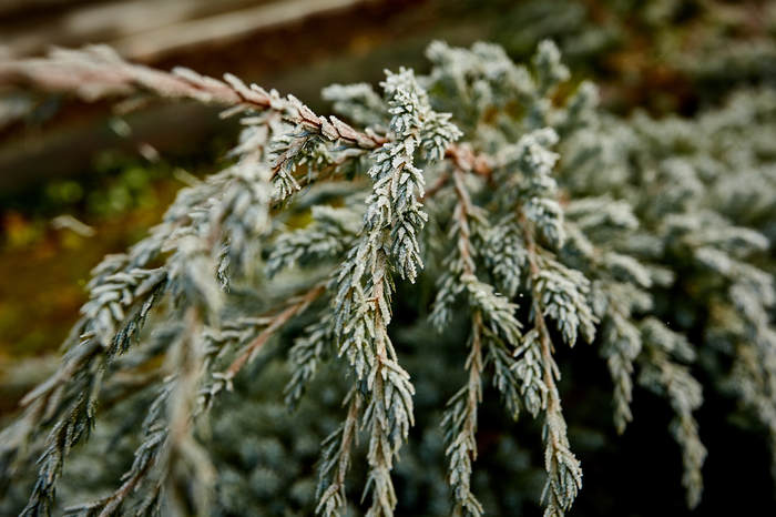 Not an artist more skillful than nature. - My, Nature, Frost, Подмосковье, Plants, The photo, Landscape