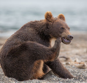 tourist stuck - The Bears, The photo, Photographer Denis Budkov