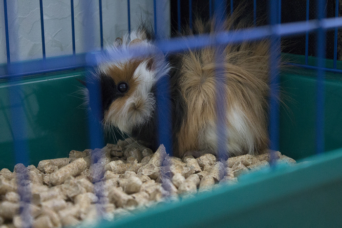 Buying a guinea pig - My, Guinea pig, Rodents, , , Pregnancy, Animals, Pet, Longpost, Pets