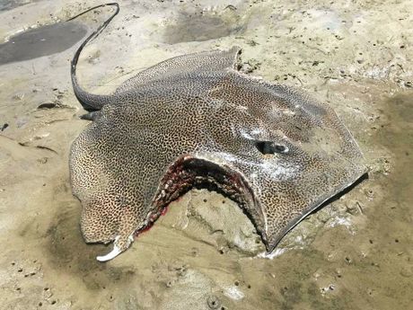 Riddle of the bitten stingray - Mystery, Stingray, Bite, Longpost