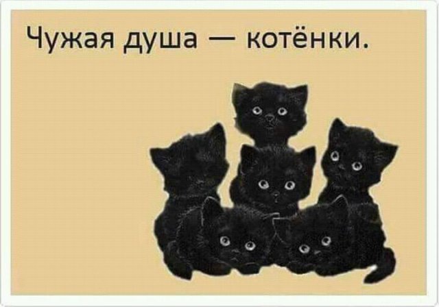 Kittens)) - Kittens, Wordplay