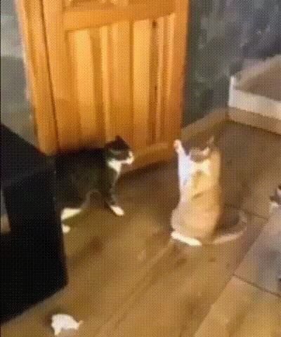 Шаолиньский кот