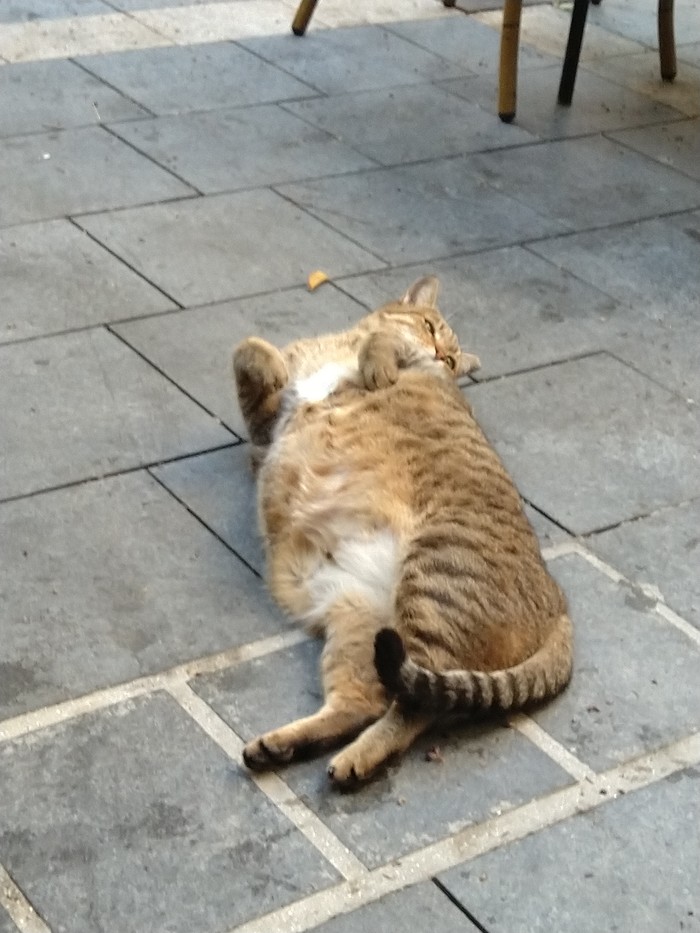 restaurant cat - My, cat, Thick, A restaurant, The bone is fluffy, Longpost, Catomafia, Thick