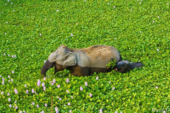 Elephants in lilies - Animals, Elephants, , India, The photo