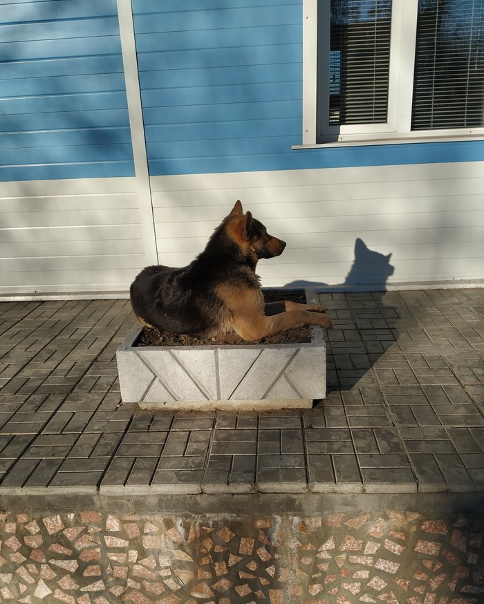 Everything has its place - Dog, Photo on sneaker