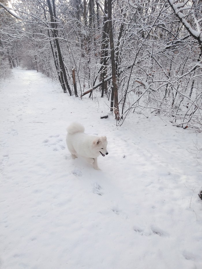 A little white in a ribbon - My, Dog, Khabarovsk, Samoyed, Walk, Snow, GIF, Longpost