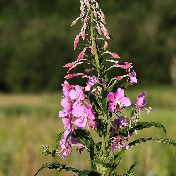 Blooming Sally - My, Botany, Flora, , Plants, Blooming Sally