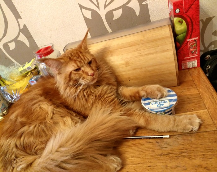 His Majesty Archibald the Smetanniest - My, cat, The photo, Maine Coon