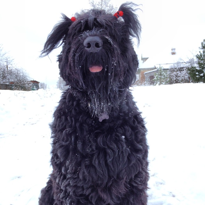 Russian Black Terrier - My, Russian Black Terrier, Dog, Nose