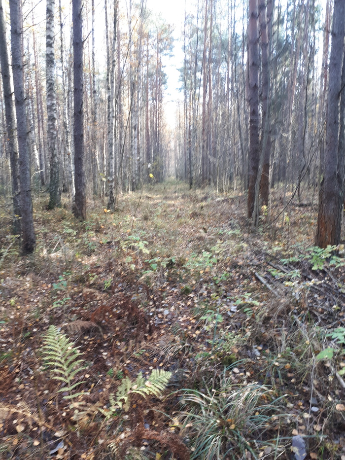 Walk through the autumn forest with a metal detector - My, Search, Find, Forest, Longpost