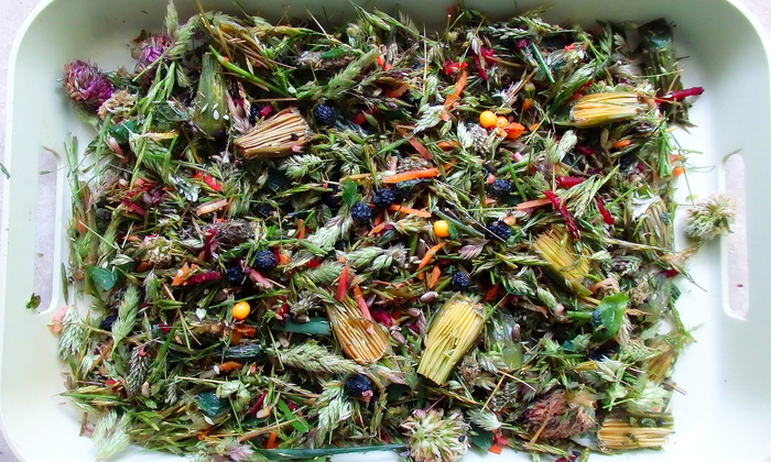 Salad mix for parrots. - My, Birds, A parrot, Corella, Nutrition, Greenery, , Longpost