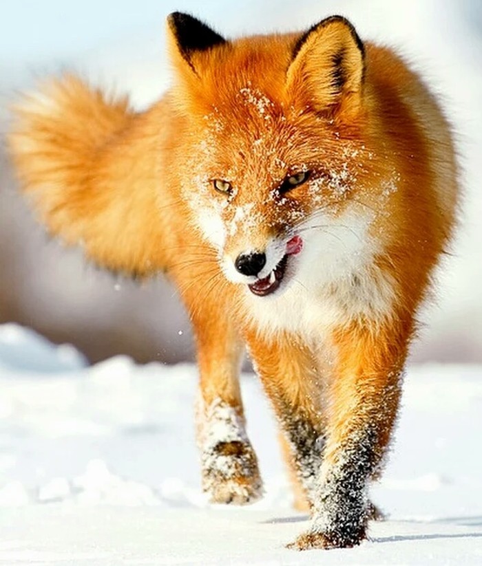 Fox. - My, Animals, Adventures, Person, Strength of mind, Story, Longpost