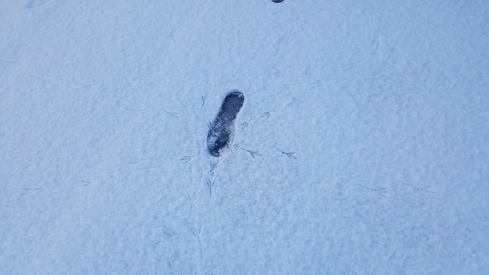 Venue - Track, Birds, Snow