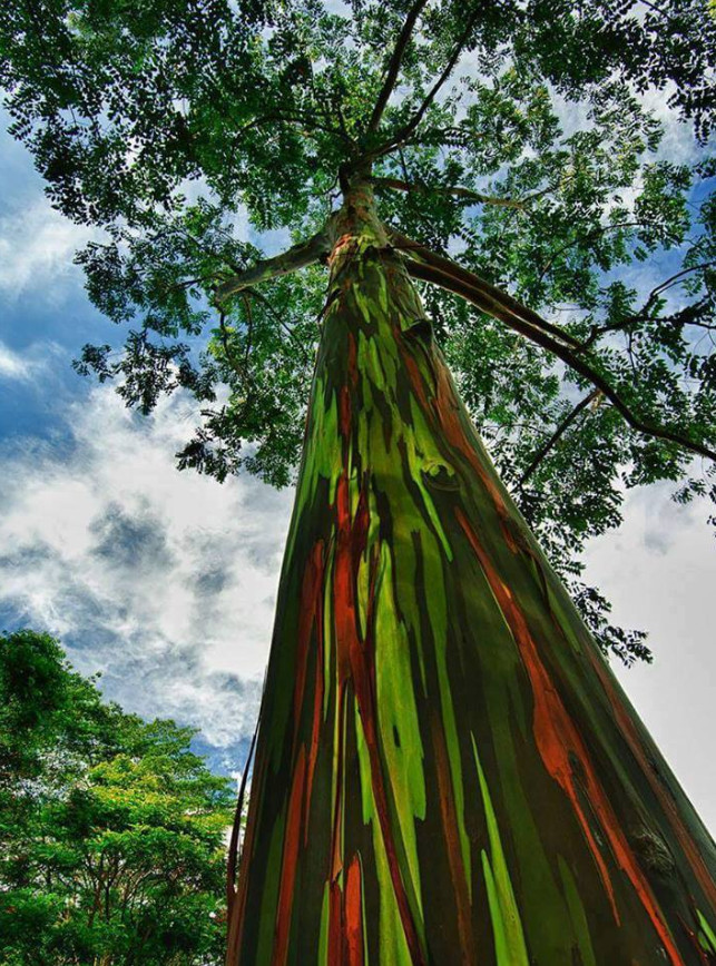 Planet life in a tree. - Planet Earth, The photo, Tree, Longpost