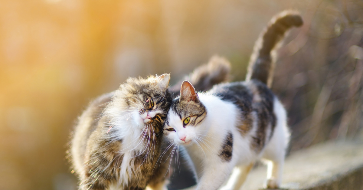 Котики пара любовь