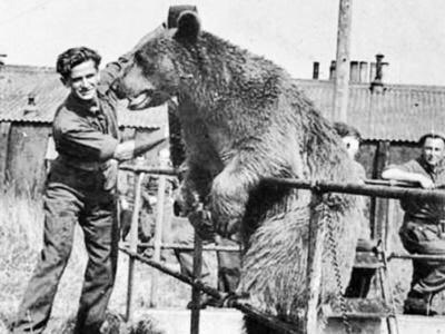 Bear - artilleryman - The Bears, , , Army