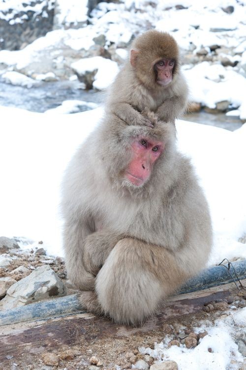 snow monkeys - wildlife, , Japanese macaque, Milota, Longpost