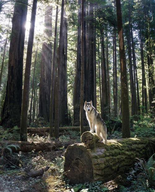 Beauty! - Forest, Nature, Wolf