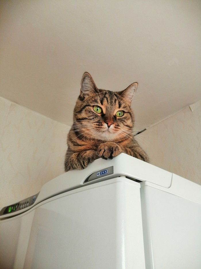 The cat that lives on the refrigerator. - My, Catomafia, Longpost, , cat