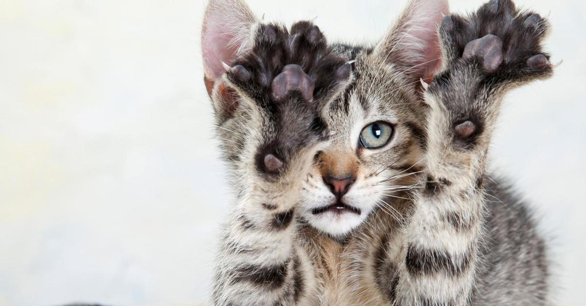 Лапки вперед. Кошачий коготь. Кошачья лапка с когтями. Лапа кота с когтями.