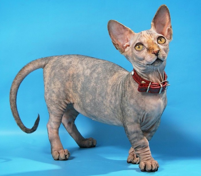 Minskin - cat, 