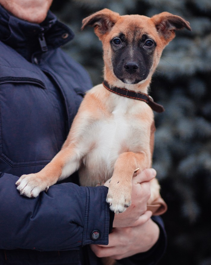 PUPPY needs a New Year's miracle. - Republic of Belarus, Dog, Rechitsa, Gomel, Minsk, Longpost, In good hands, No rating