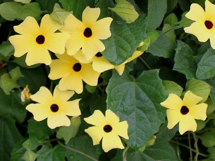 Thunbergia, king's mantle - My, Garden, Garden, Dacha, Longpost