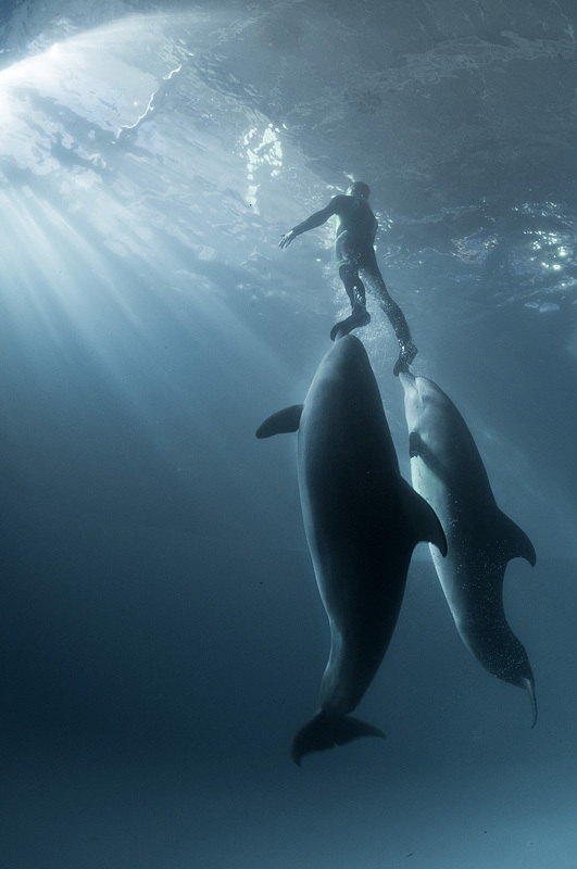 Up - Ocean, Person, Dolphin, , The national geographic, The photo
