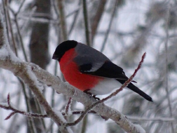 Handsome men - Birds, Bullfinches, Winter, Longpost