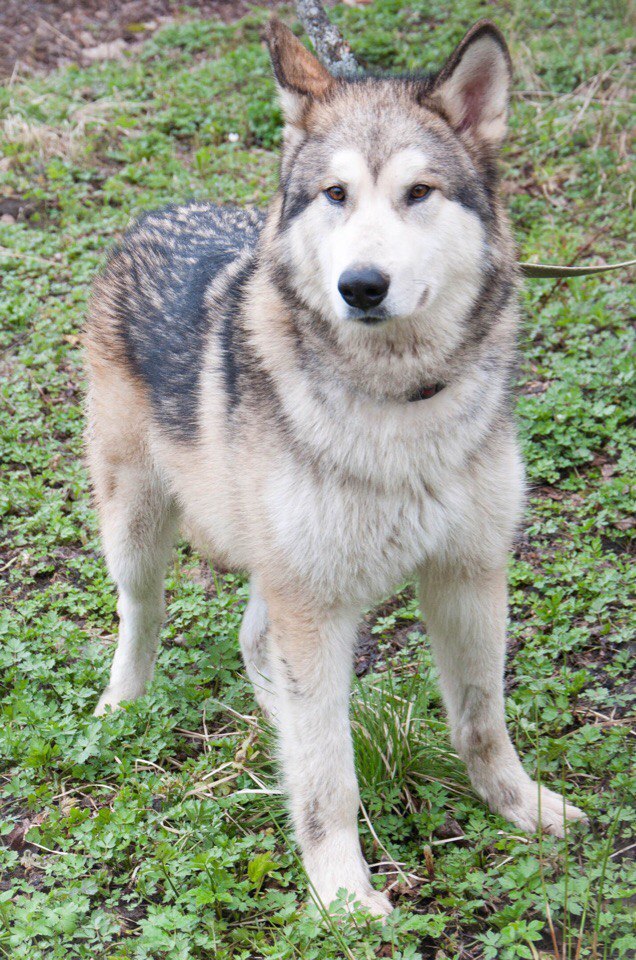 We have been looking for a Malamute since June. We will be grateful for any information. - My, Alaskan Malamute, The dog is missing, , Longpost, Dog, Leningrad region, No rating, Help