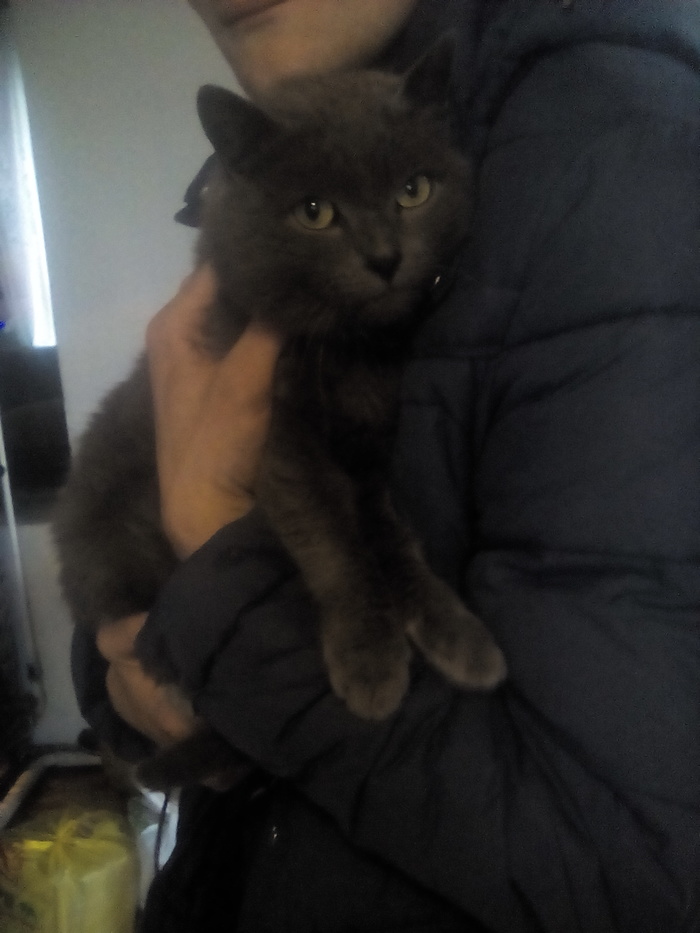 Shelter a cat (Novosibirsk) - My, No rating, cat, Oktyabrsky District, Novosibirsk, Longpost, In good hands