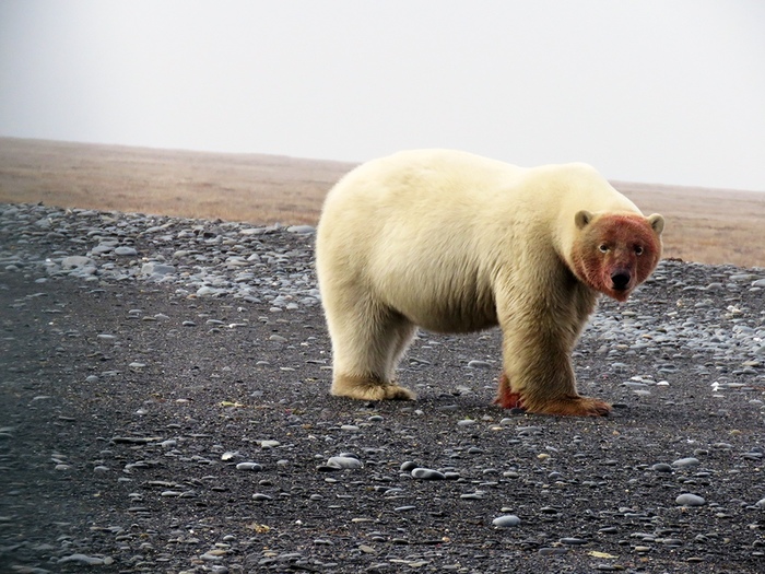 Gorgeous. - Bear, Polar bear, Blush, The photo, wildlife, The Bears