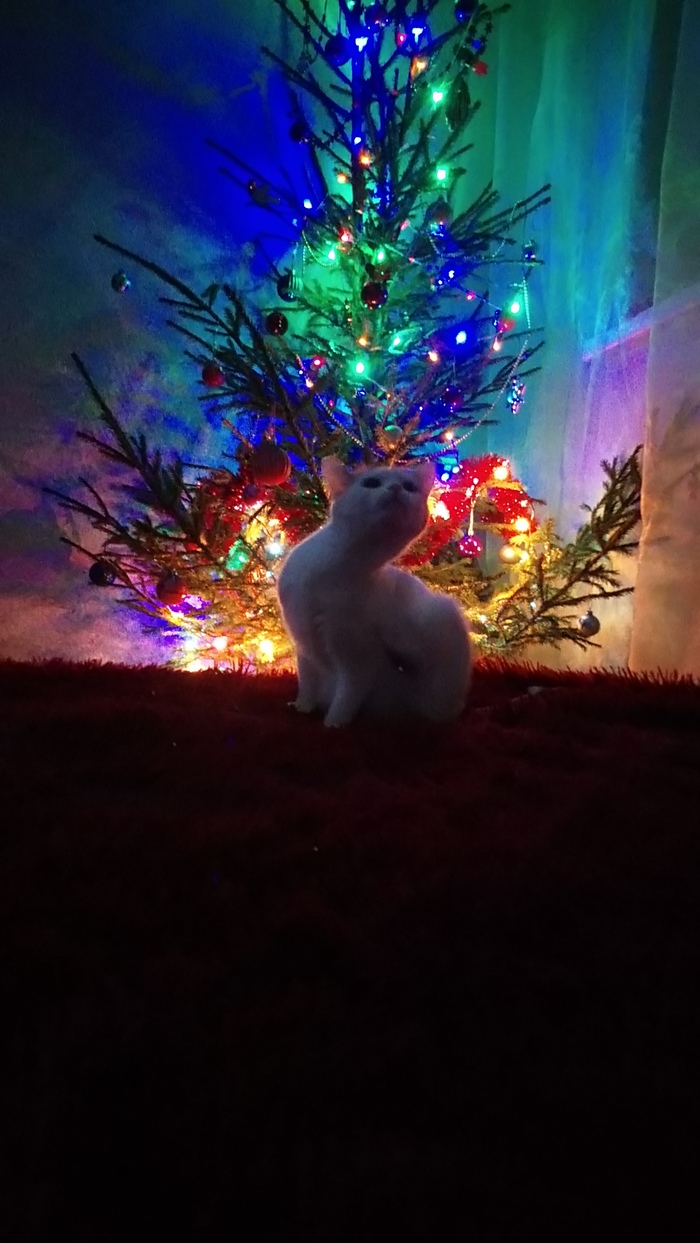 What do you know about flexibility? - My, cat, Christmas trees