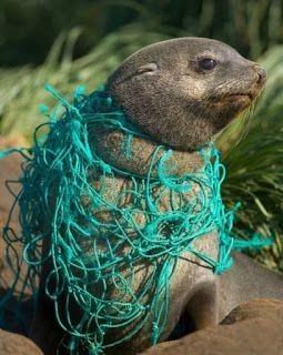 Garbage of civilization in wildlife - Garbage, Nature, Ocean, Civilization, Longpost