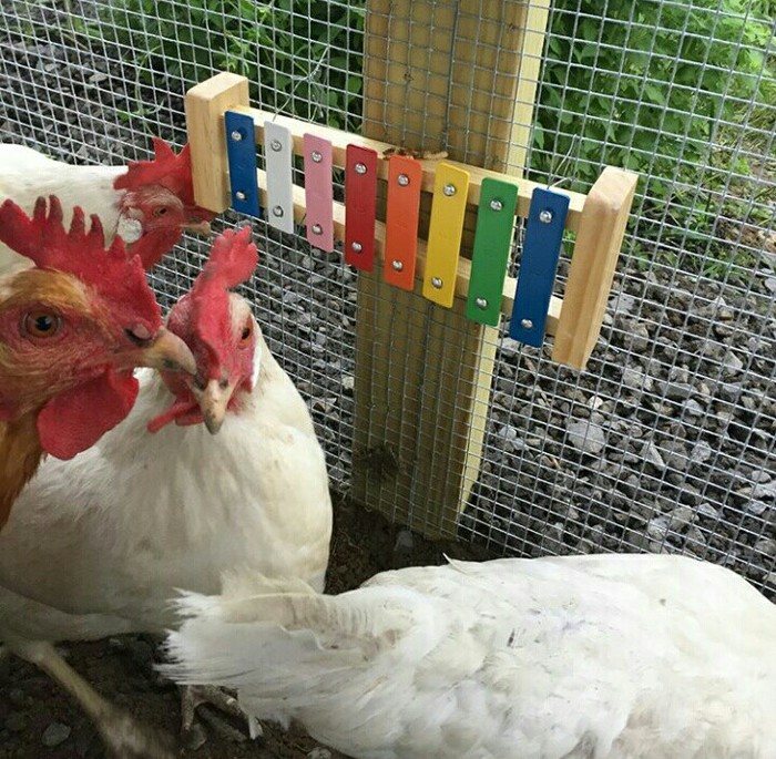 A friend adapted it into a chicken coop so that it would not be boring. - Chicken coop, Xylophone, Musical instruments, Longpost