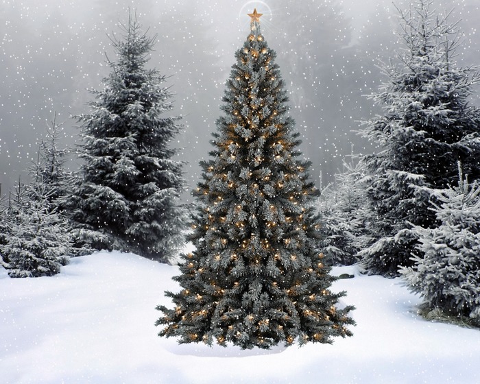 Unknown - Christmas tree, Winter, Forest, Images