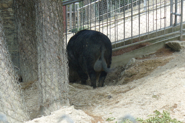 Символ Нового Года.