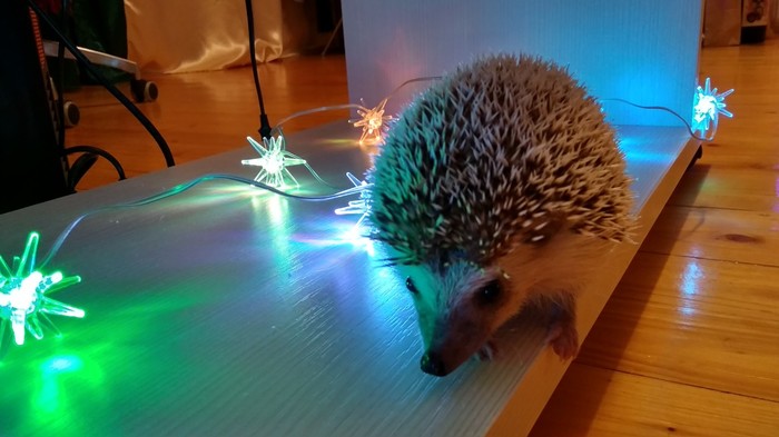 Happy New Year! - My, Hedgehog, New Year, Congratulation, Milota, , 2019