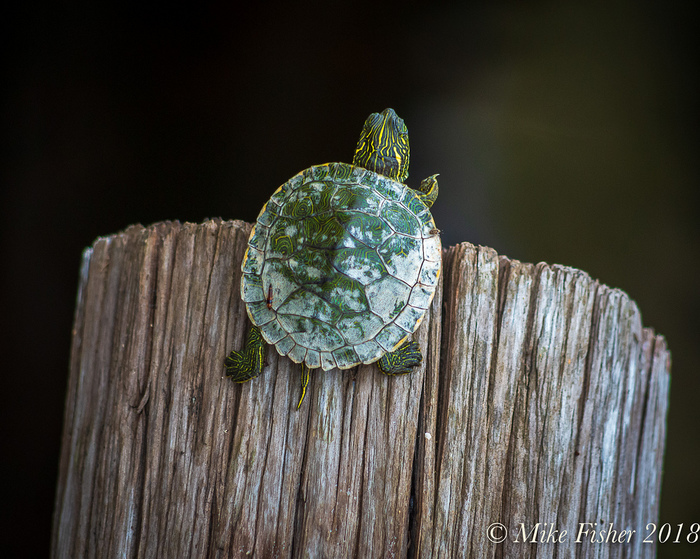 Photo - The photo, Images, Turtle