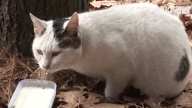 An abandoned cat in the forest got fat and did not want to leave - cat, Longpost, Video, Thick, Forest, Корея, Animal Rescue, Thick